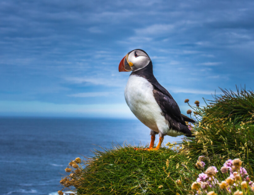 Where to see Puffins in Iceland?